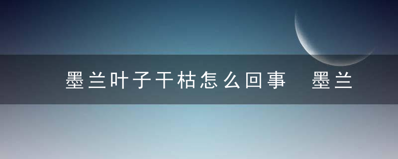 墨兰叶子干枯怎么回事 墨兰叶子干枯的原因